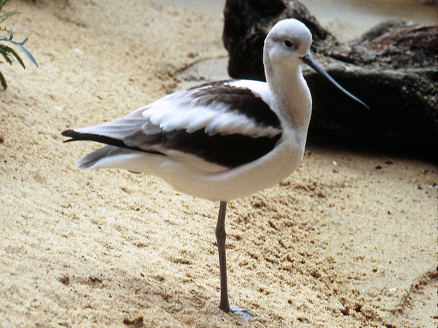 americanavocet1.jpg