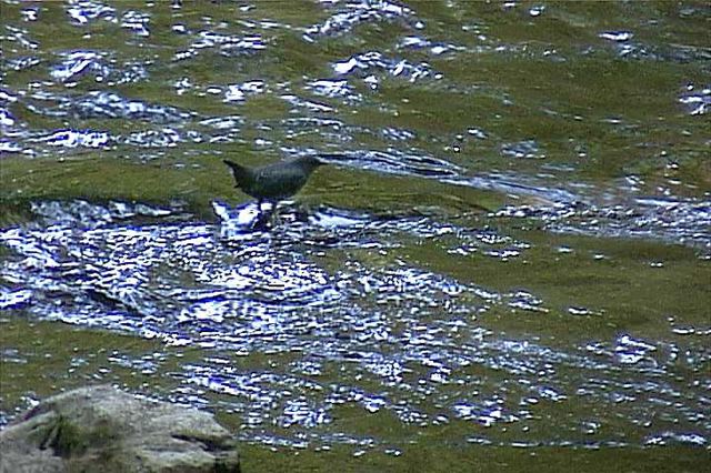 americandipper001.jpg