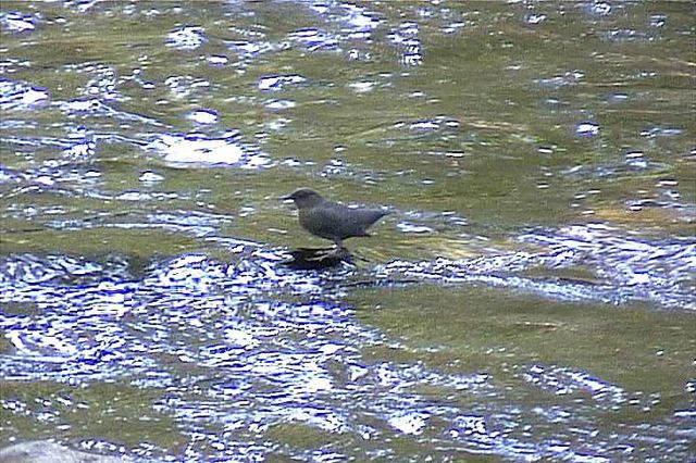 americandipper002.jpg