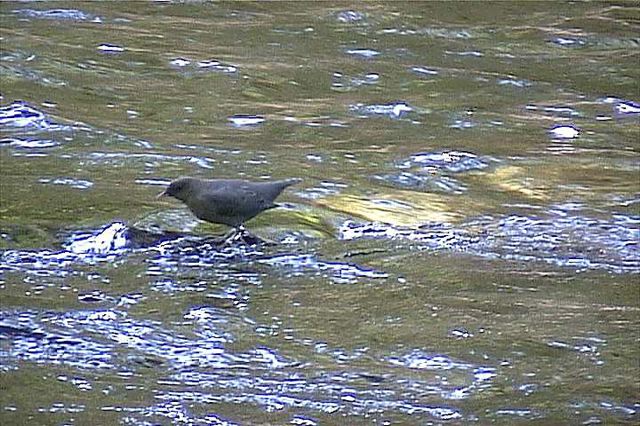 americandipper003.jpg