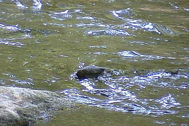 americandipper004.jpg