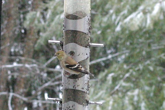 2004-01-060.jpg