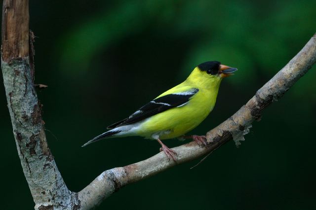 2006-07-03-195_1.jpg