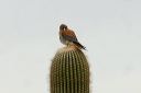 click thumbnail to load image