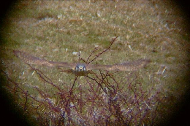 americankestrel157.jpg