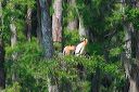 click thumbnail to load image