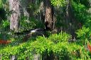 click thumbnail to load image