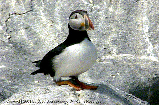 puffin006.jpg