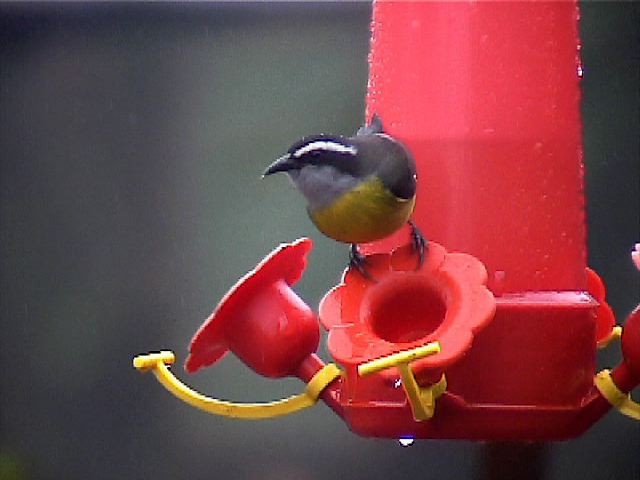 bananaquit01.jpg