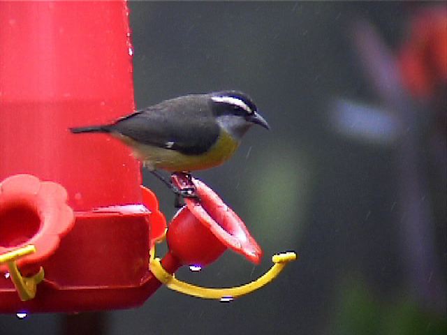 bananaquit02.jpg