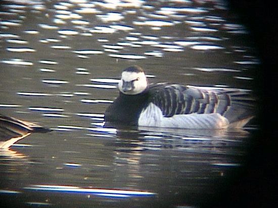 barnaclegoose001.jpg