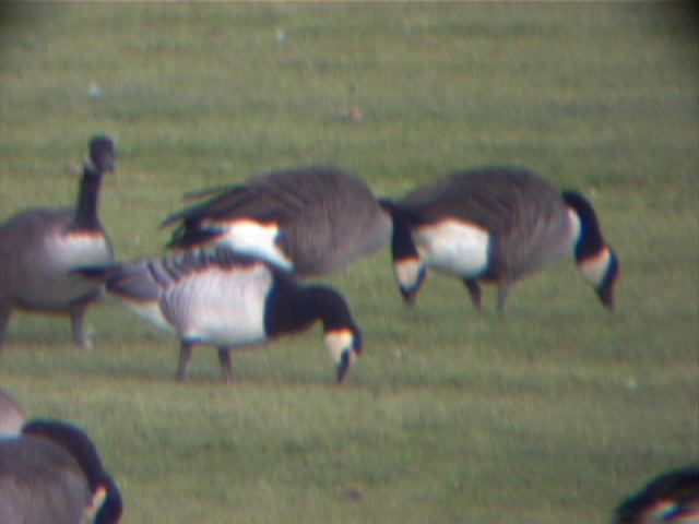 barnaclegoose0012.jpg