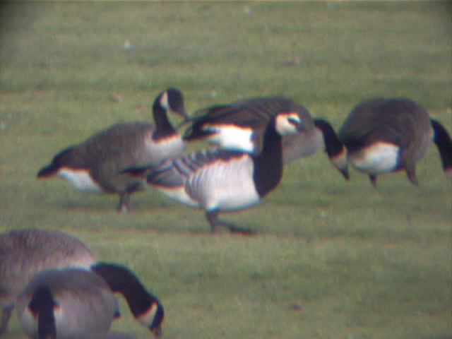 barnaclegoose0013.jpg