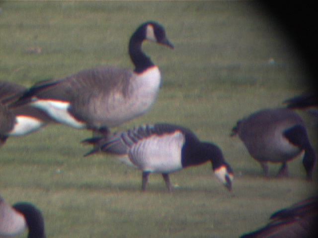 barnaclegoose0015.jpg