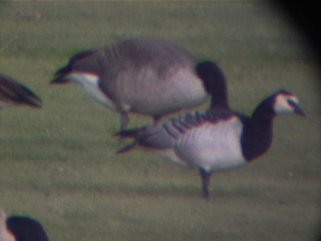 barnaclegoose0016.jpg