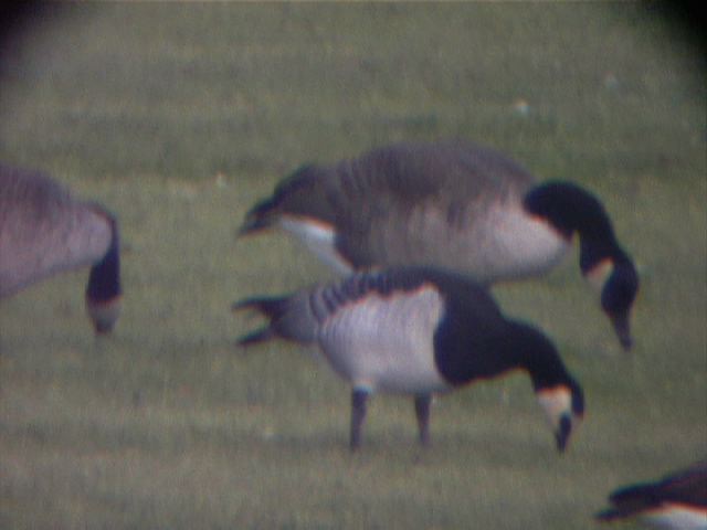 barnaclegoose0017.jpg