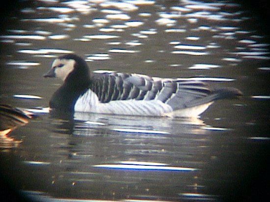 barnaclegoose002.jpg