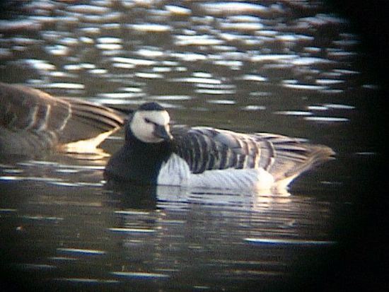 barnaclegoose003.jpg