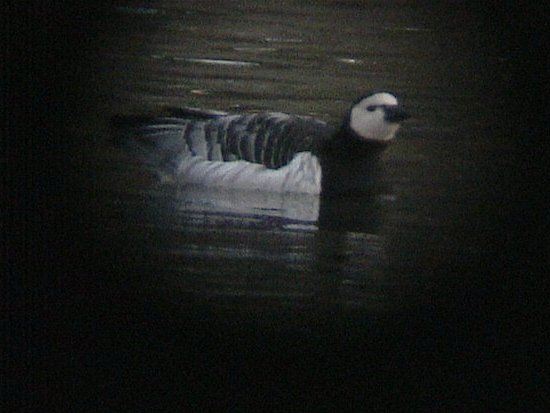 barnaclegoose004.jpg