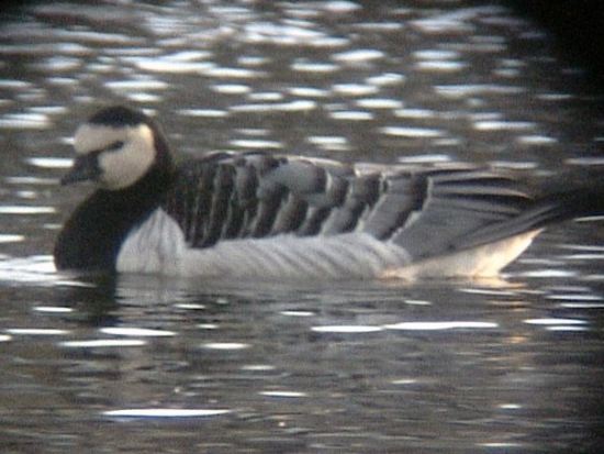 barnaclegoose005.jpg