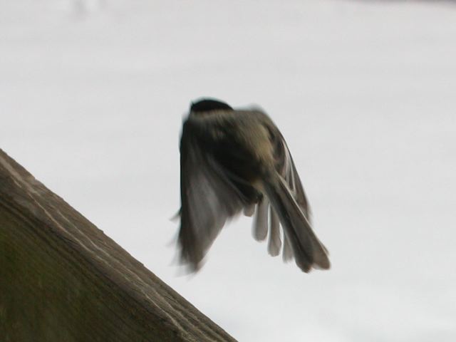 2005-03-01-046.jpg