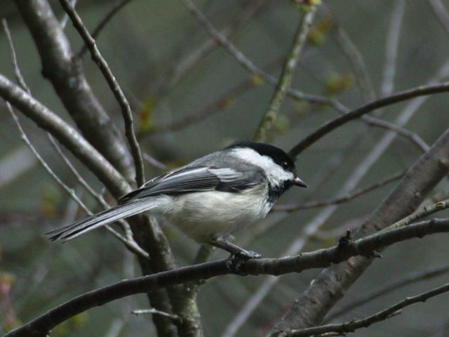2005-04-03-105.jpg