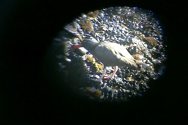 blackoystercatcher129.jpg