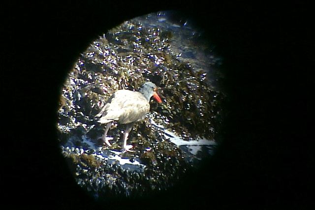 blackoystercatcher130.jpg