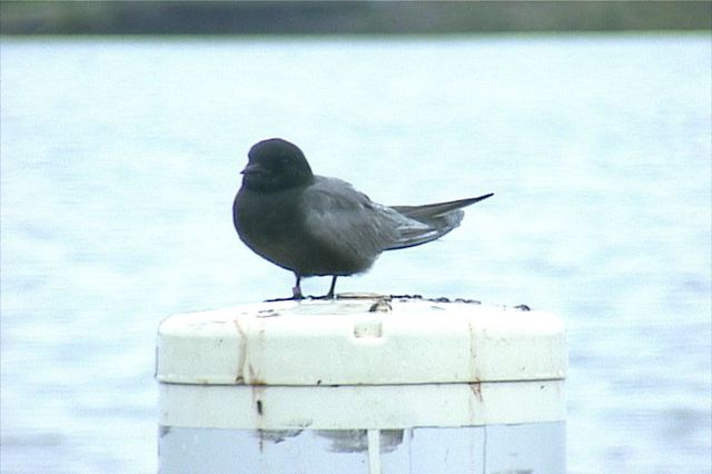 blacktern003.jpg