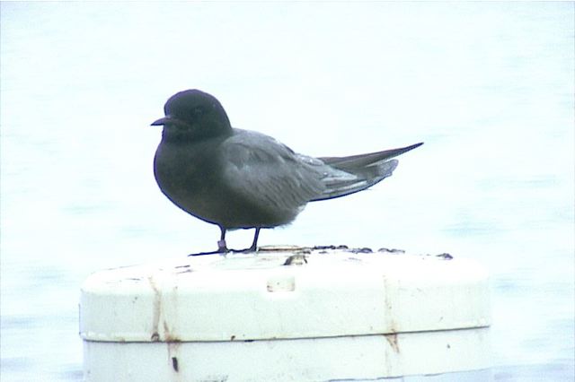 blacktern004.jpg