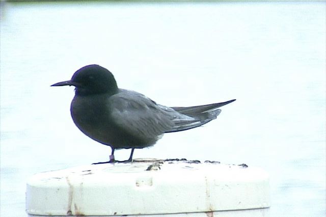 blacktern005.jpg