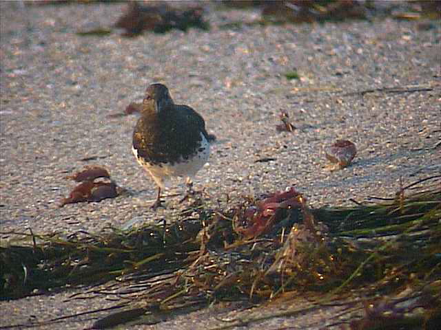 blackturnstone003.jpg