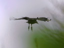 click thumbnail to load image