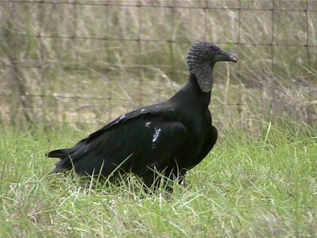 blackvulture004.jpg