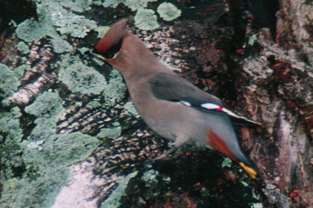 bohemianwaxwing001.jpg