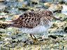 calidris