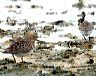 calidris3