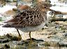 calidris4