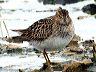 calidris5