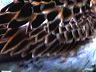 img_2302tail