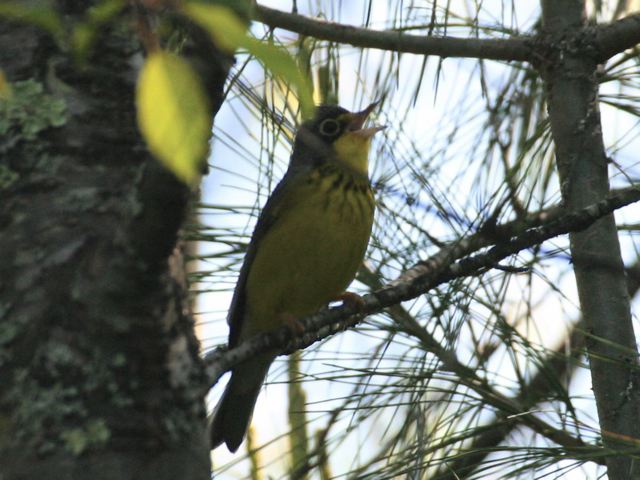2005-05-05-101.jpg