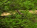 click thumbnail to load image