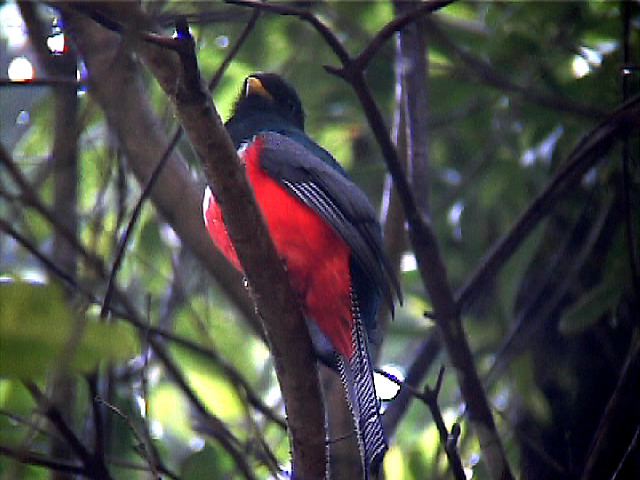 collaredtrogon01.jpg