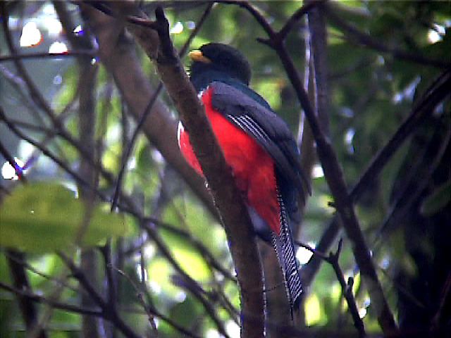 collaredtrogon02.jpg