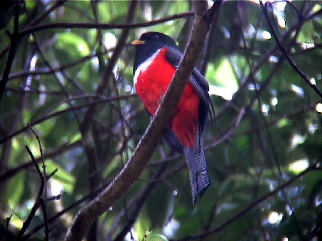 collaredtrogon05.jpg