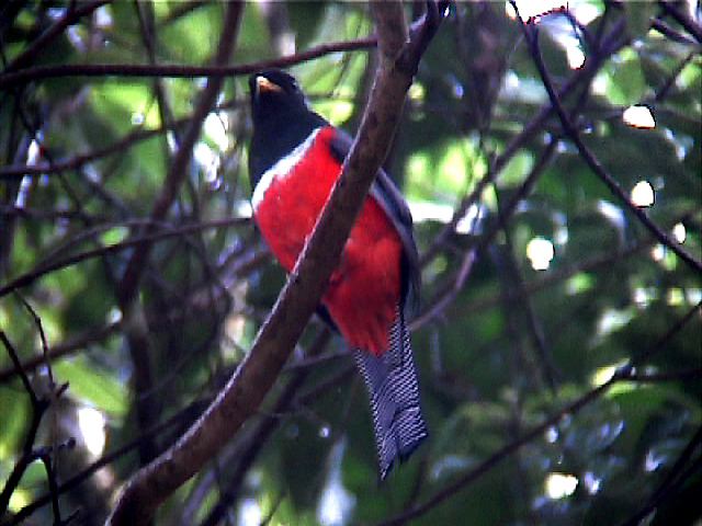 collaredtrogon06.jpg