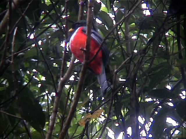 collaredtrogon07.jpg