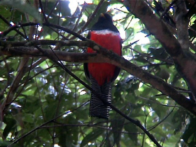 collaredtrogon08.jpg