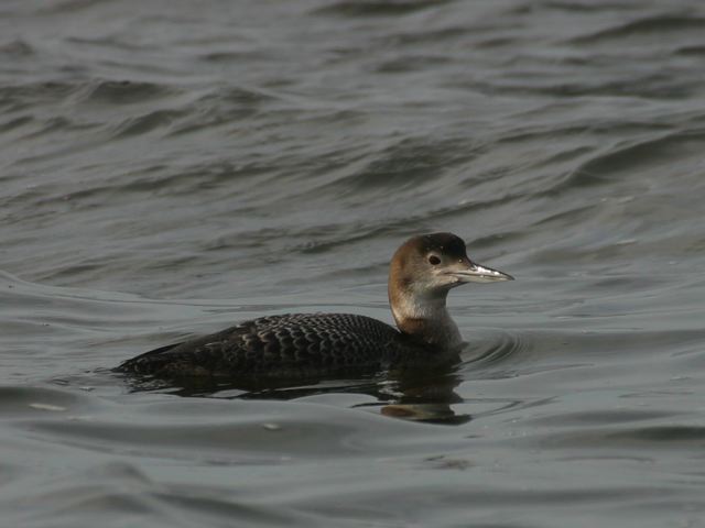 2004-03-02-226.jpg