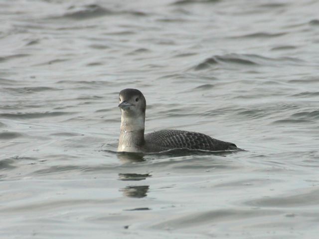2004-03-02-229.jpg